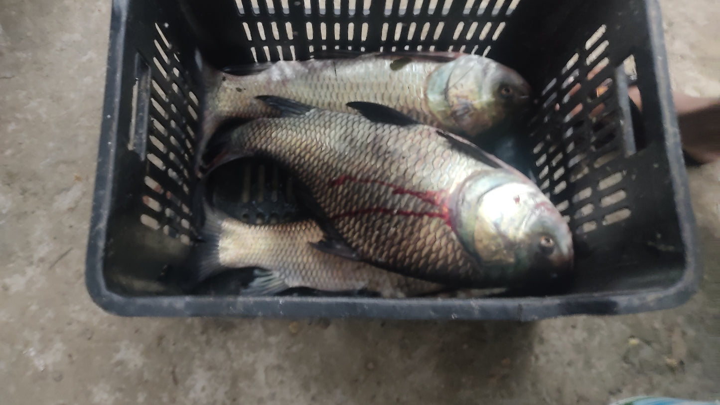 Live Katla Fish (Freshwater, Farm Raised) – 1kg+
