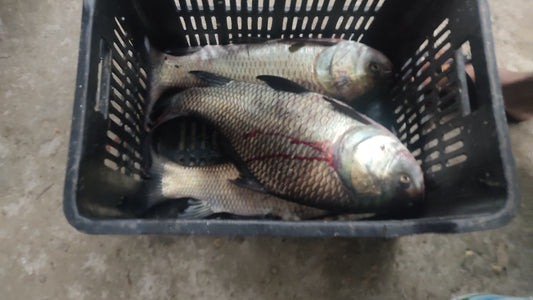 Live Katla Fish (Freshwater, Farm Raised) – 1kg+