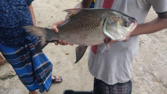 Live Katla Fish (Freshwater, Farm Raised) – 1kg+